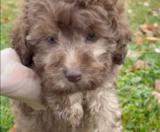 Mini Labradoodle Puppies For Sale Fairfield Furbabies
